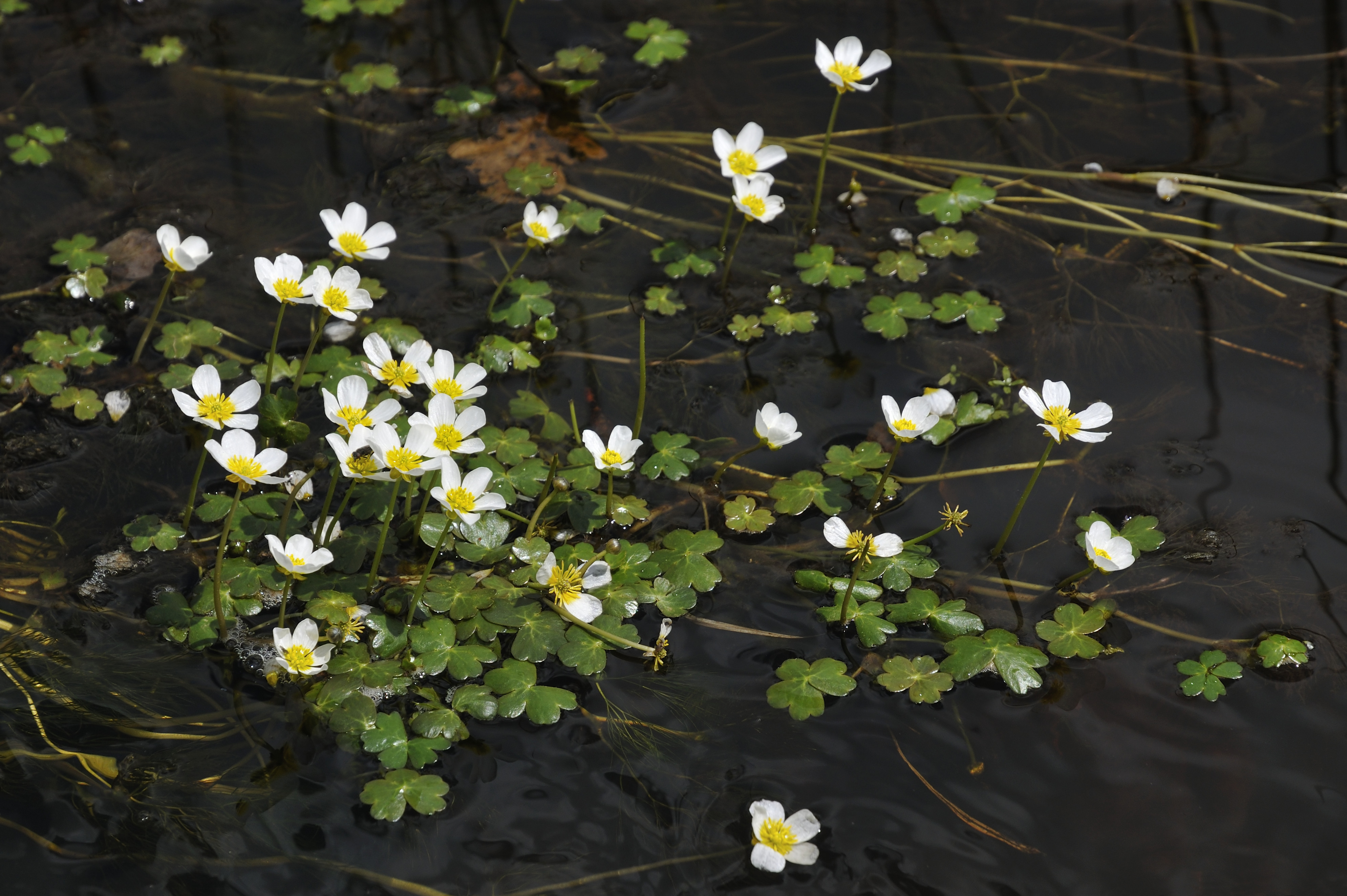 Wasserhahnenfuß mit weißen Blüten 