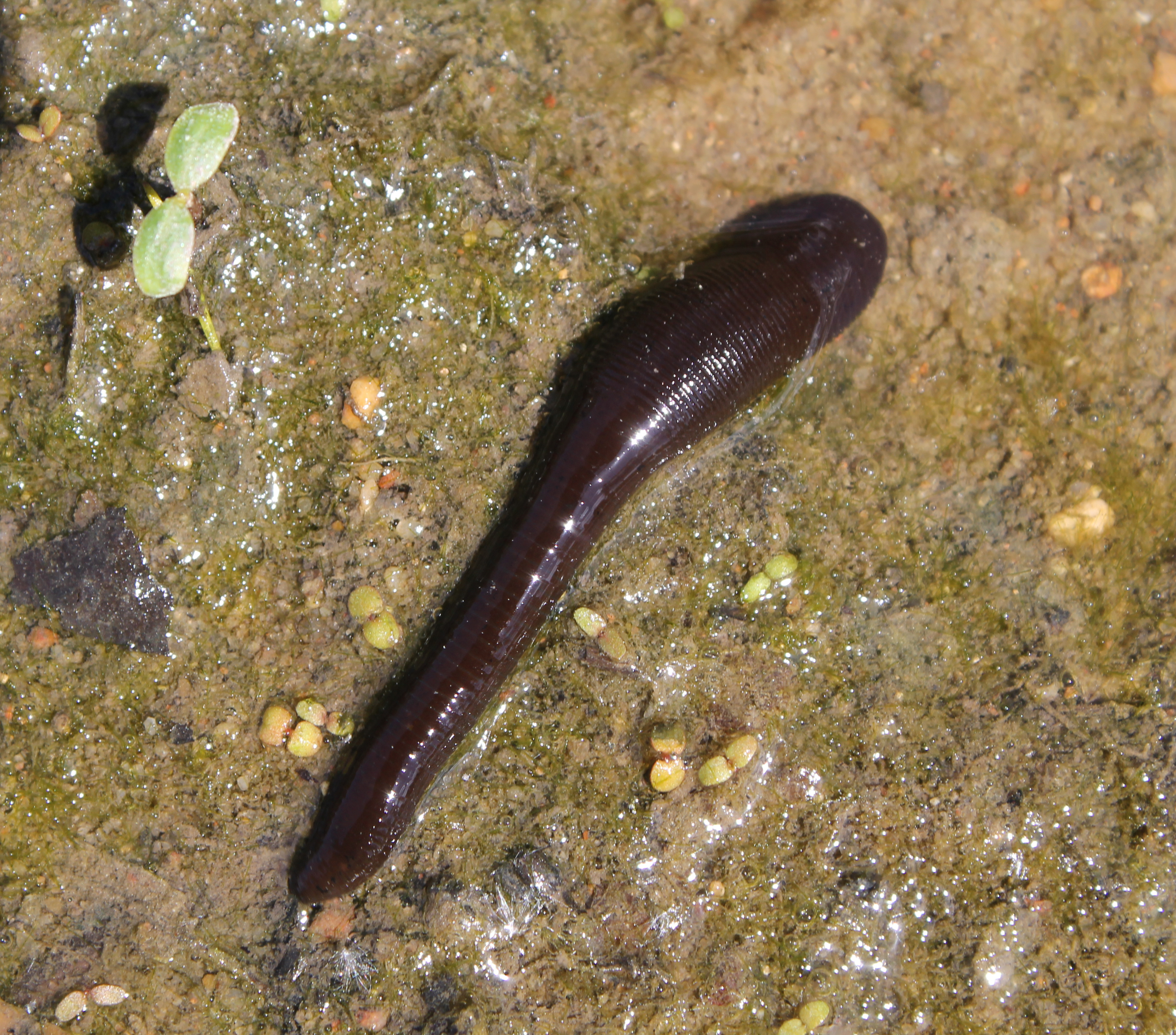 Pferdeegel im Schlamm