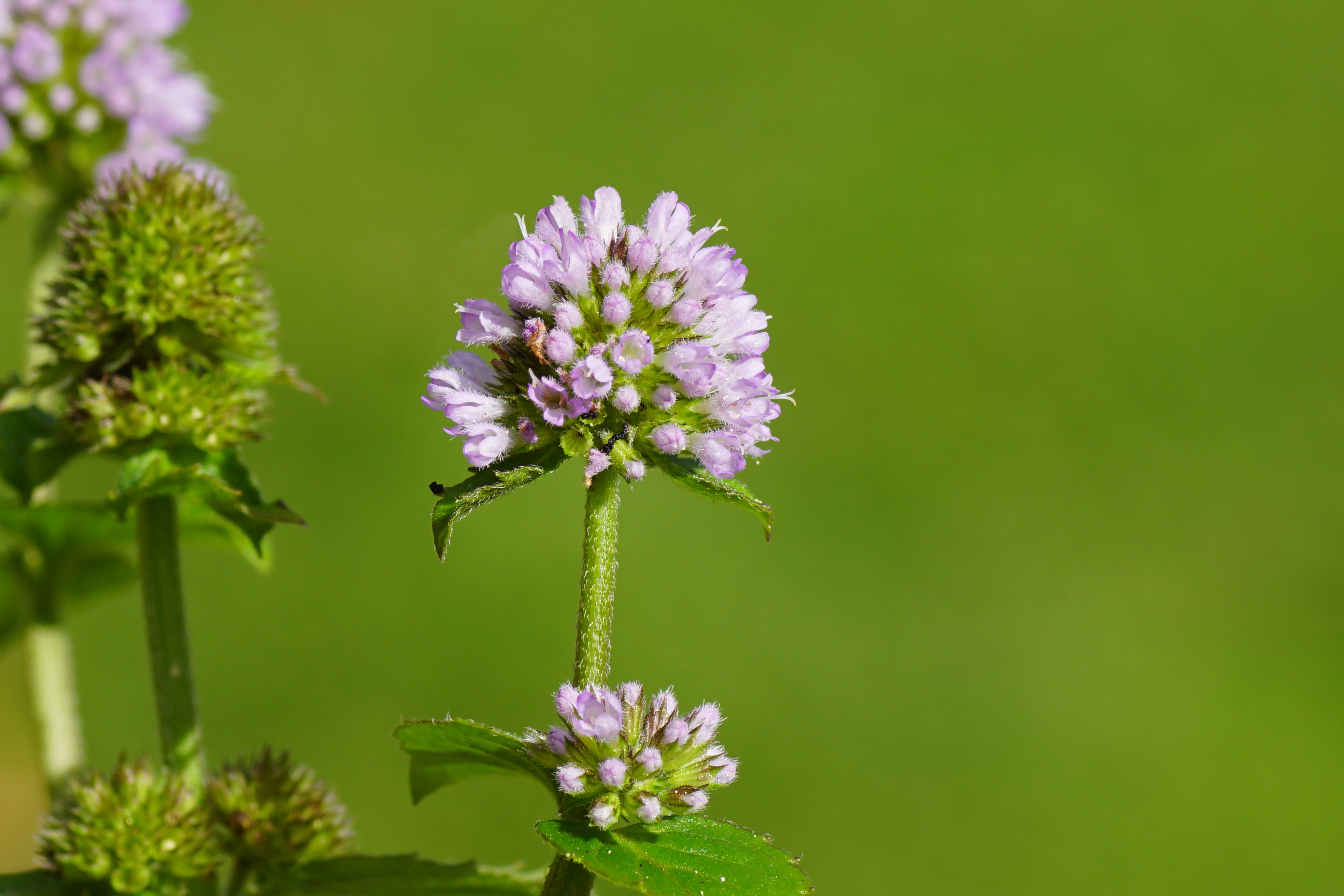 Blüte der Wasserminze 