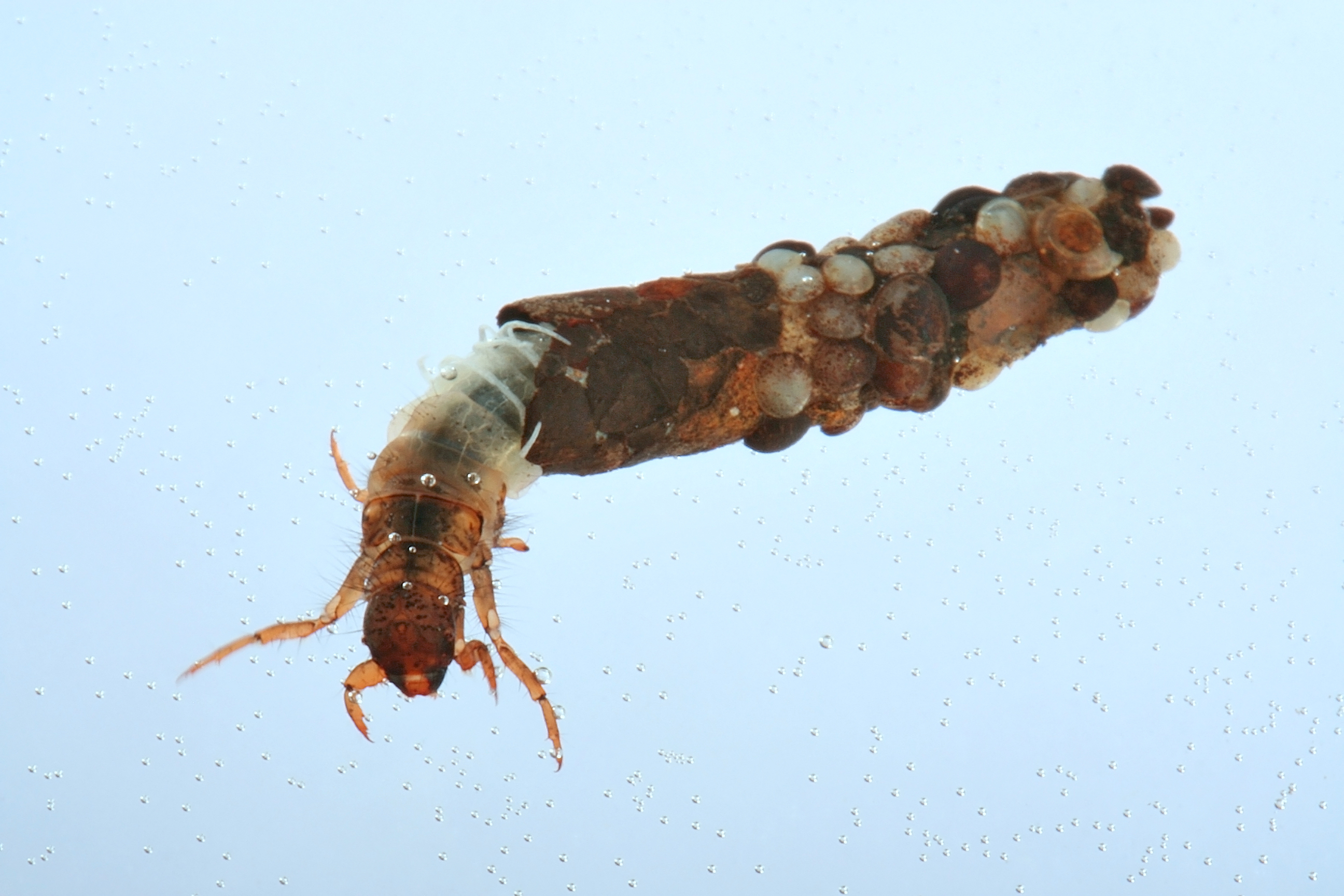 Köcherfliegenlarven