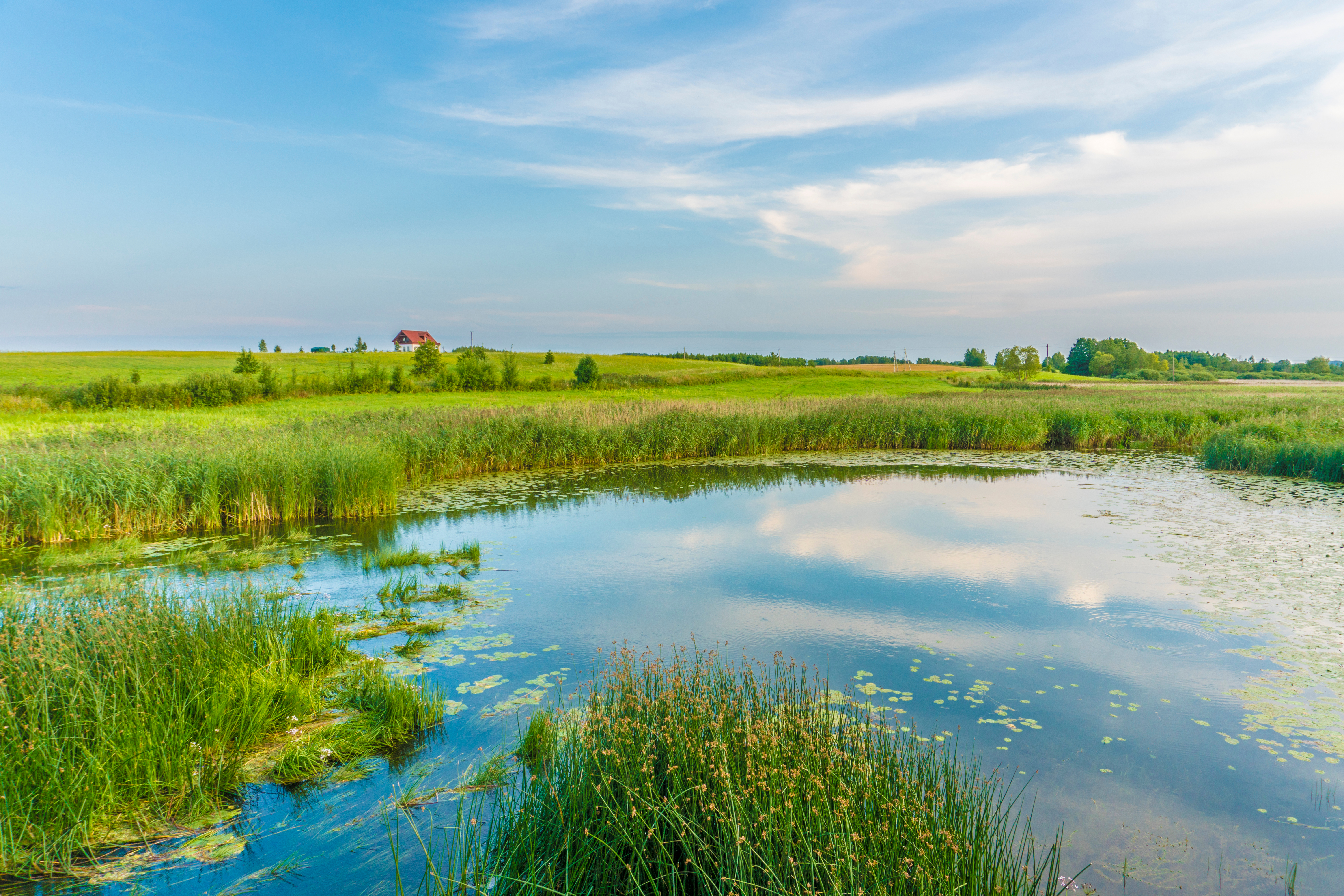 Teich mit vielen Wasserpflanzen 