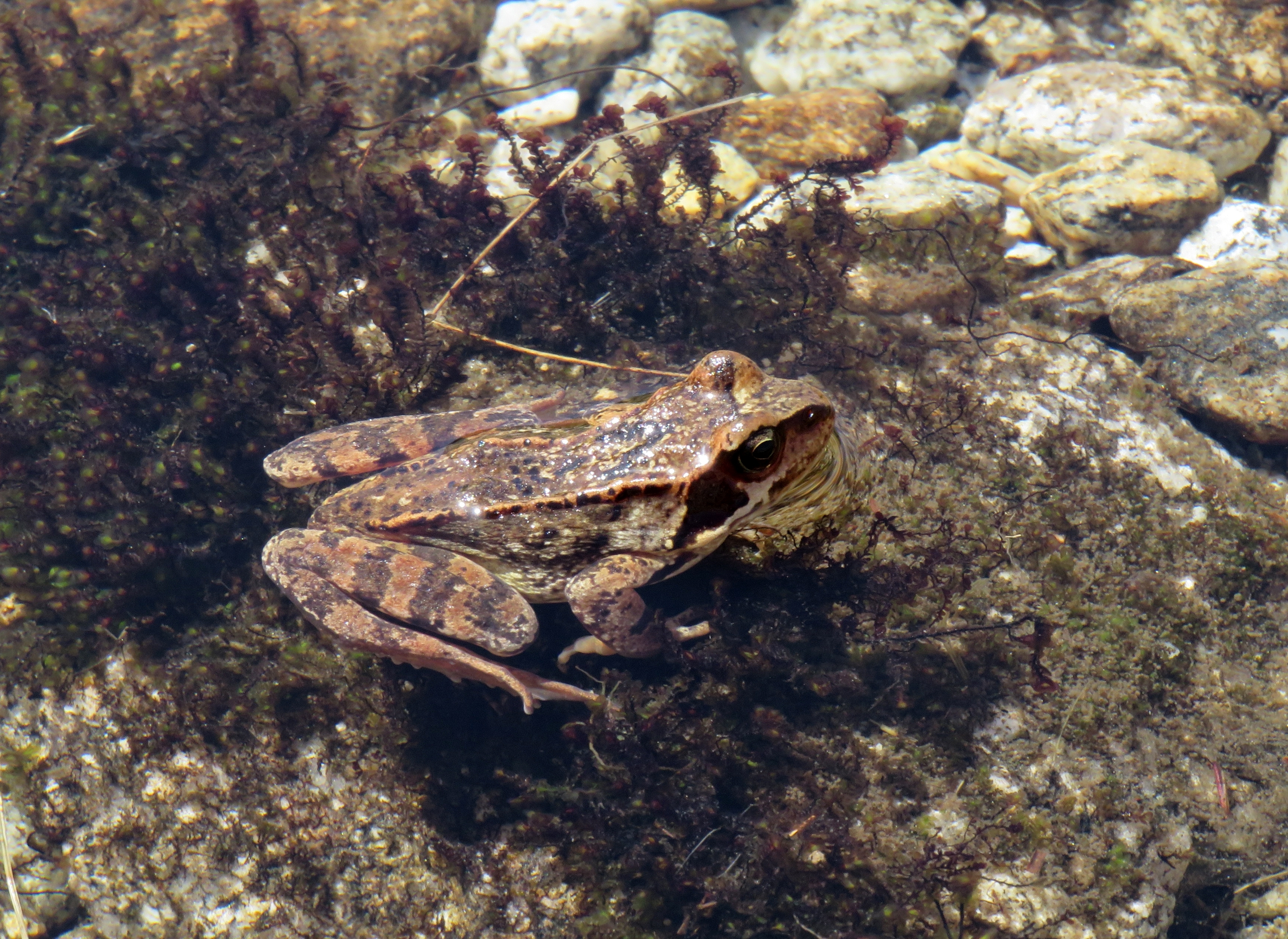 Moorfrosch im Wasser 