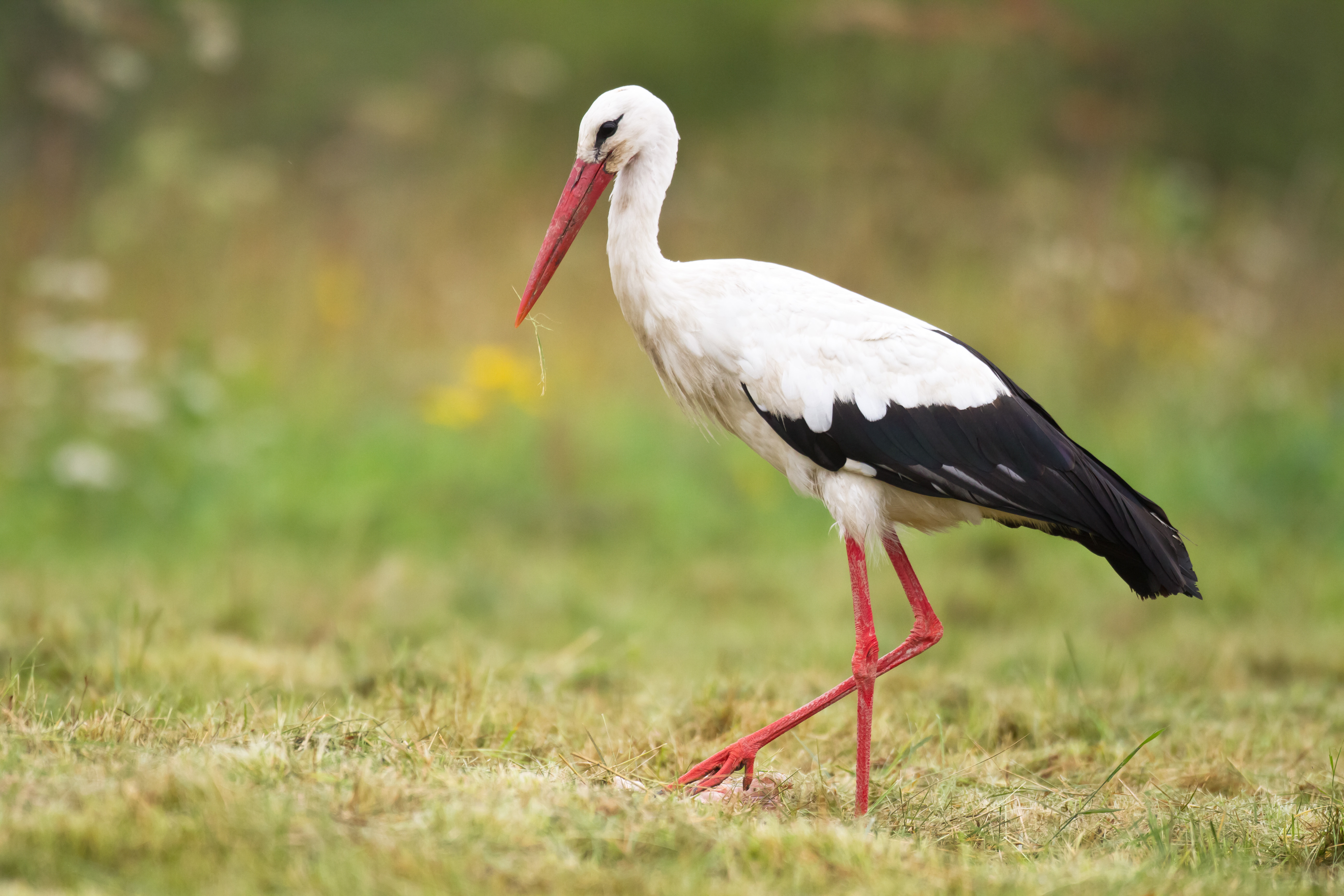 Weißstorch auf einer Wiese 