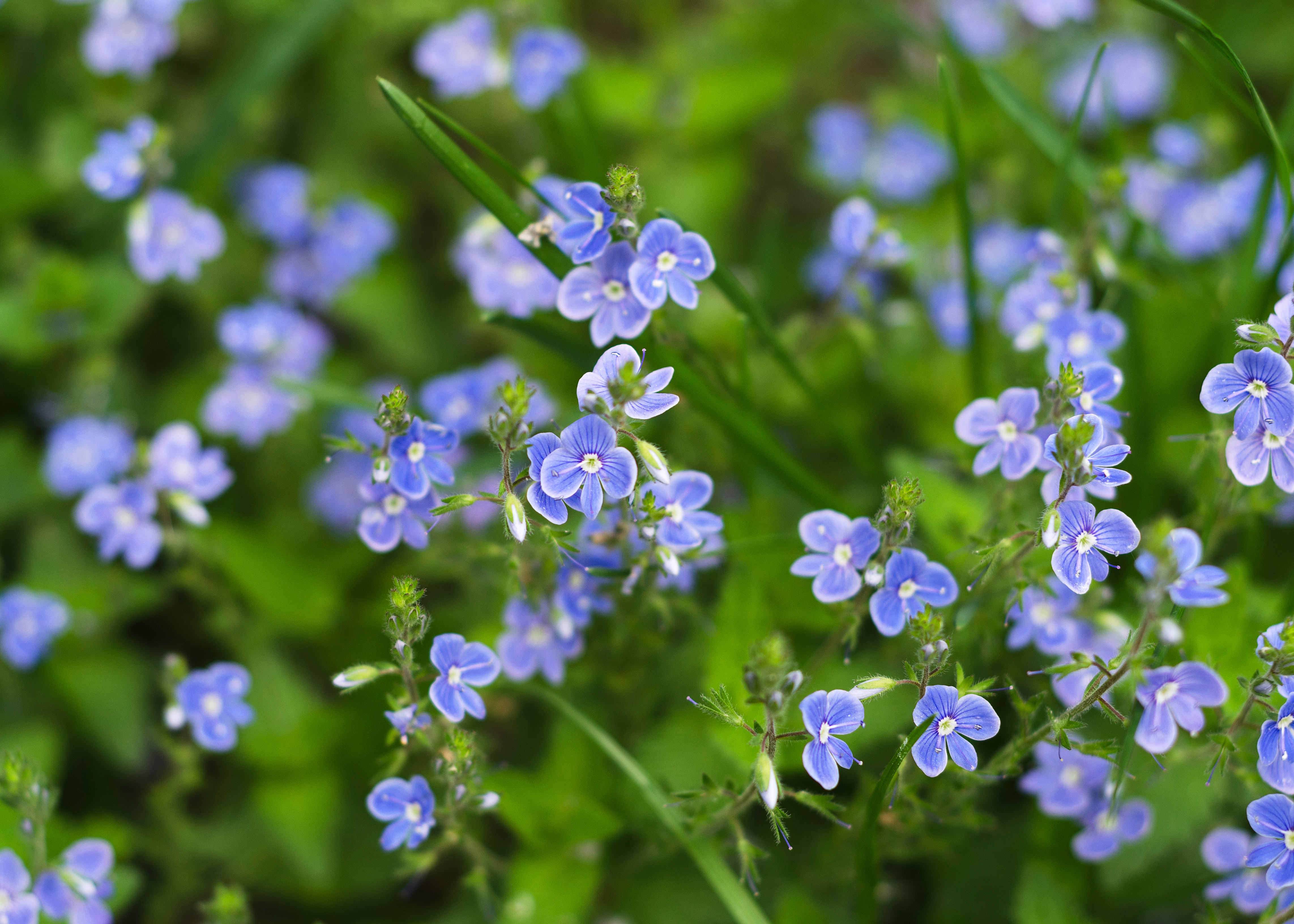 Blüten der Bachbunge 