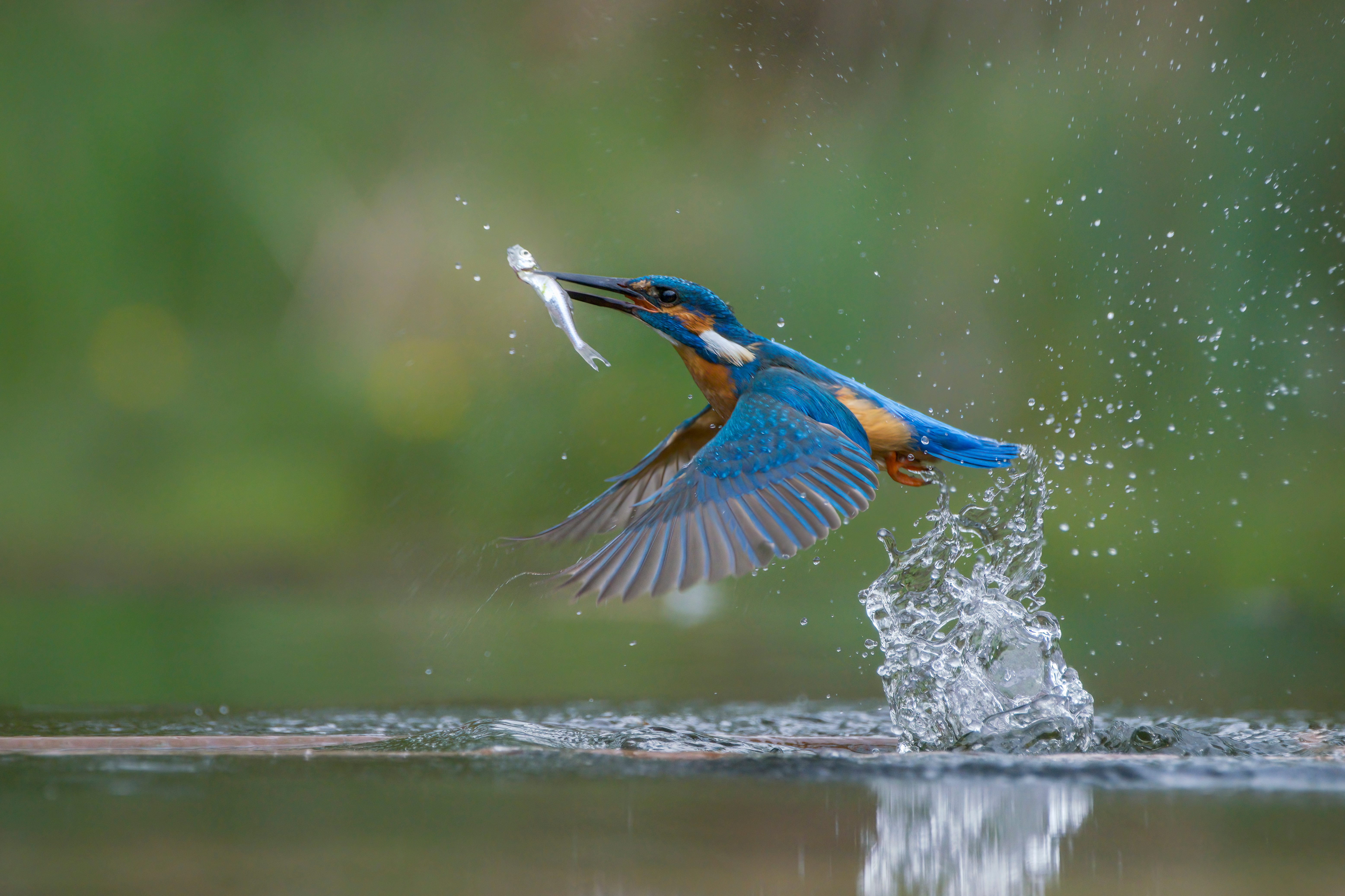 Eisvogel mit einem Fisch im Schnabel 